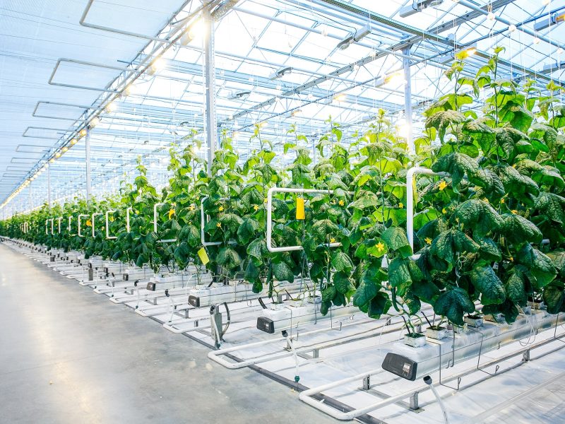 Green crop in modern greenhouse full of ligh in modern agriculture factory